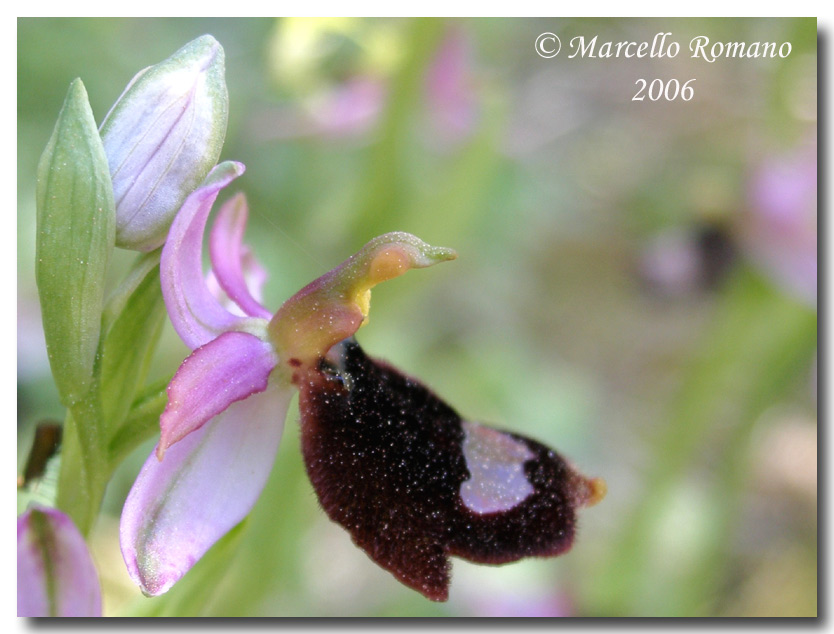 Ophrys bertolonii